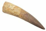 Large, Real Spinosaurus Tooth - Good Quality Tooth #214311-1